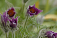 Pasque Flower