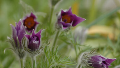 Pasque Flower