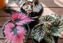 Rex Begonia Care