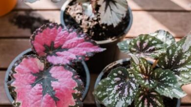 Rex Begonia Care