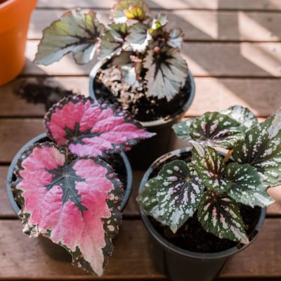 Rex Begonia Care