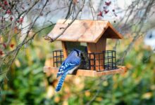 The Ultimate List of Best Bird Feeders for All Budgets