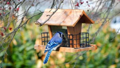 The Ultimate List of Best Bird Feeders for All Budgets