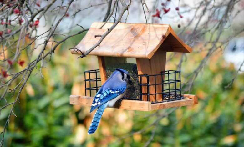 The Ultimate List of Best Bird Feeders for All Budgets